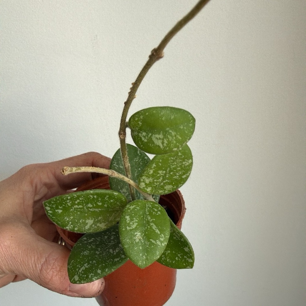 Rare Hoya Mathilde Splash Green Potted Plant Roots Epiphytic Tropical vining